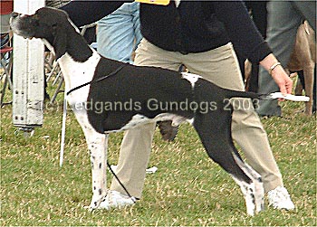 Limit Dog
